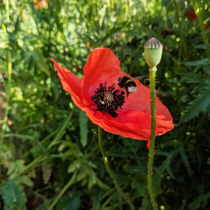 Hummel auf roter Mohnblume